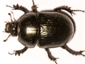 Geotrupes spiniger